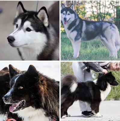 Siberian Husky and Yakutian Laika comparison