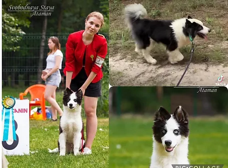 Multi-Champion Svobodnaya Staya Ataman - Imported 2019 - Russia