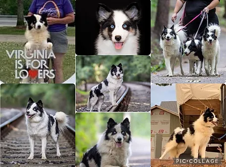 Multi-CH Rundogs Jizneradostny Deadpool  - Imported 2019 - Slovakia (Born in Russia)