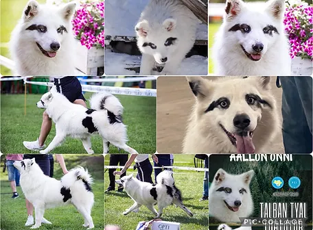 Multi Champion TALBAN TYAL TOKHTOTOR  Imported 2024 from Germany (born in Russia)