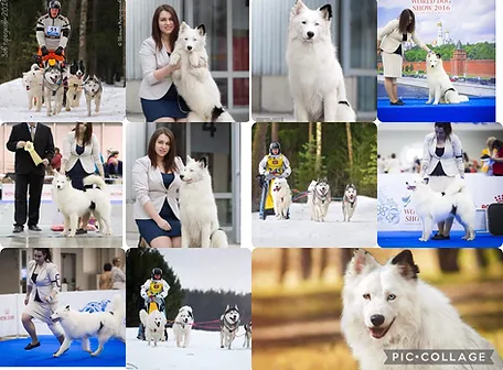 Altyn Tumar Gardi For Rundogs - Imported 2020 - Russia