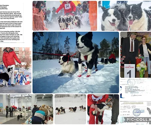 Russian Champion El Flaum Yulka - Imported 2021 - Russia