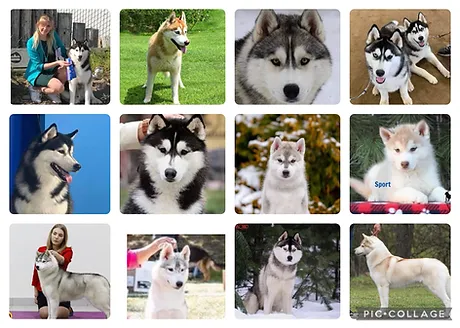 Siberian Husky