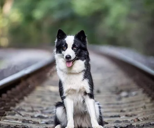 Multi-CH Rundogs Disa Majestic Queen  -Imported 2021 - Czech Republic - Bred in Russia