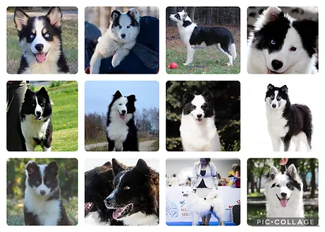 Yakutian Laika